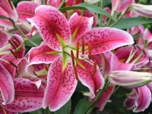 OLYMPUS DIGITAL CAMERA